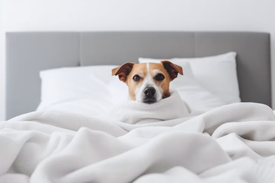 Pet-friendly-Hotel